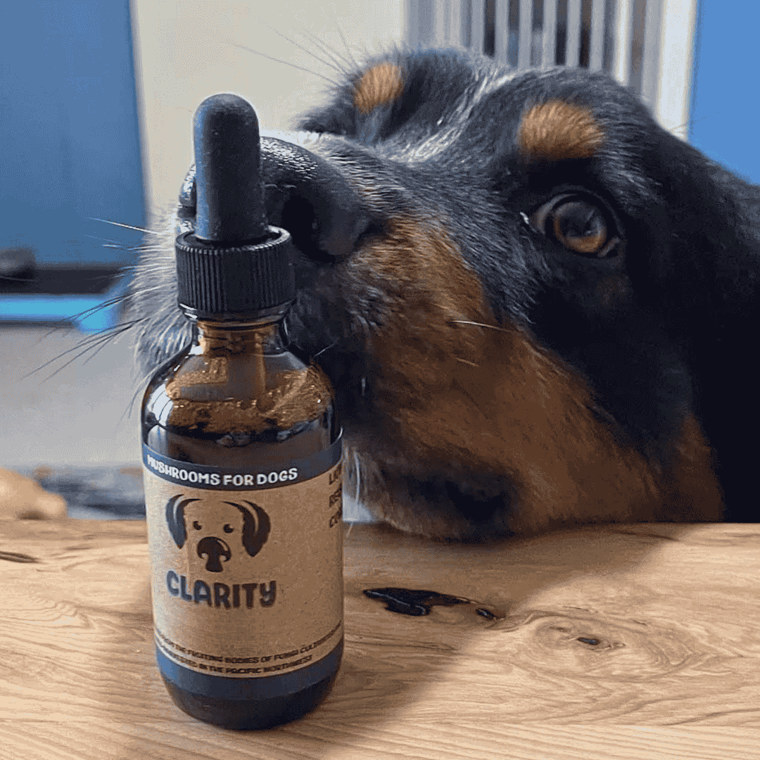 MycoDog Clarity