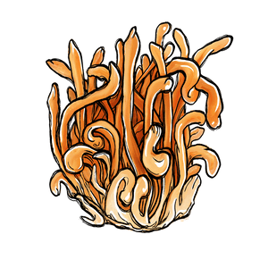 Cordyceps