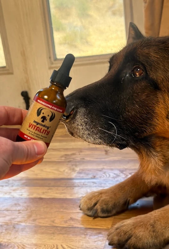 Why Darin Chose MycoDog for His Dog Chaga