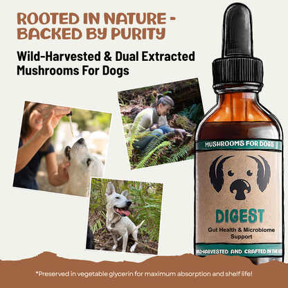MycoDog Digest