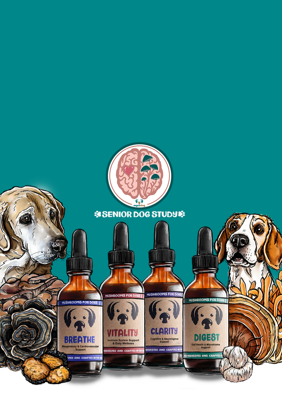 Collection of pet health products with bottles labeled 'Breathe', 'Vitality', 'Clarity', and 'Digest' on a teal background.