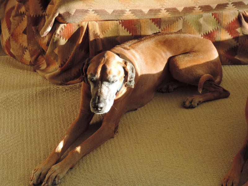 <h1>Jessie</h1>
