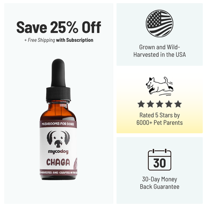 Chaga Mushroom for Dogs