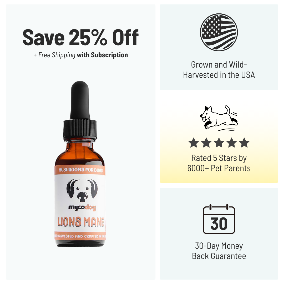 Lion's Mane Mushroom for Dogs