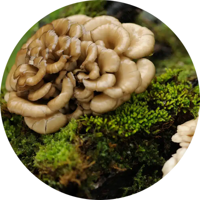 Maitake