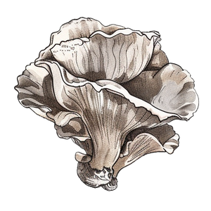 Maitake