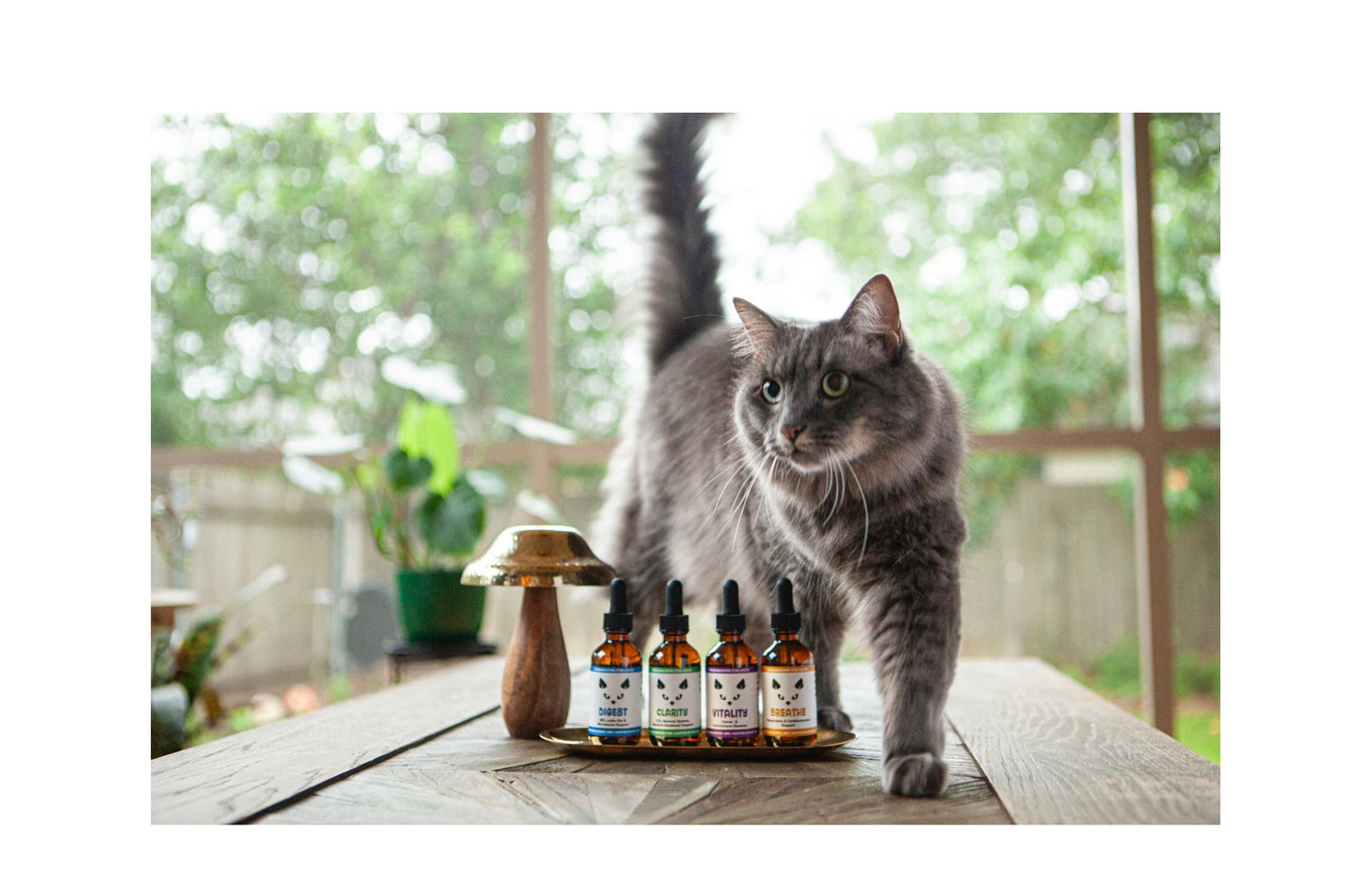 Full range of MycoCat Mushroom Tinctures Breathe, Clarity, Digest and Vitality for cats