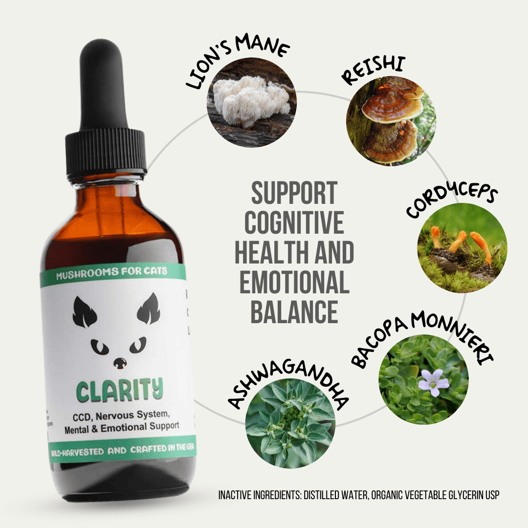 MycoCat Clarity tincture for cats, formulated with Lion’s Mane, Reishi, Cordyceps, Bacopa Monnieri, and Ashwagandha to promote cognitive health and emotional balance. Wild-harvested and crafted in the USA.