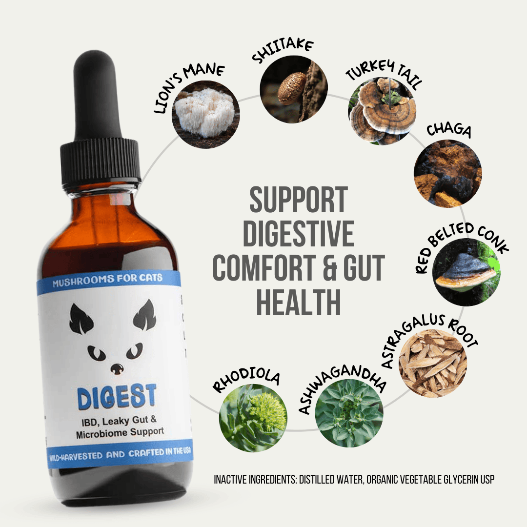 MycoCat Digest tincture for cats, combining Lion’s Mane, Shiitake, Turkey Tail, Chaga, Red Belted Conk, Astragalus Root, Rhodiola, and Ashwagandha to support digestive comfort and gut health. Wild-harvested and crafted in the USA.