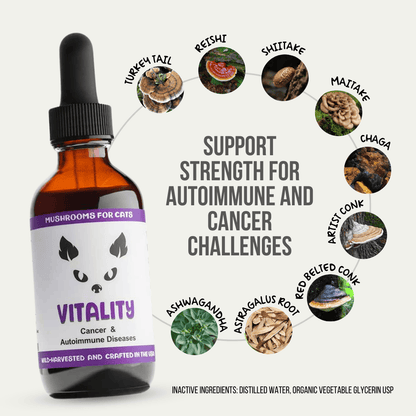 MycoCat Vitality tincture for cats, with Turkey Tail, Reishi, Shiitake, Maitake, Chaga, Artist Conk, Red Belted Conk, Astragalus Root, and Ashwagandha to support strength for autoimmune and cancer challenges. Wild-harvested and crafted in the USA.