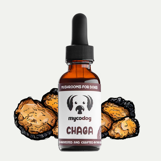 MycoDog Chaga Single Extract mushroom tincture for dogs with Illustrated Mushrooms