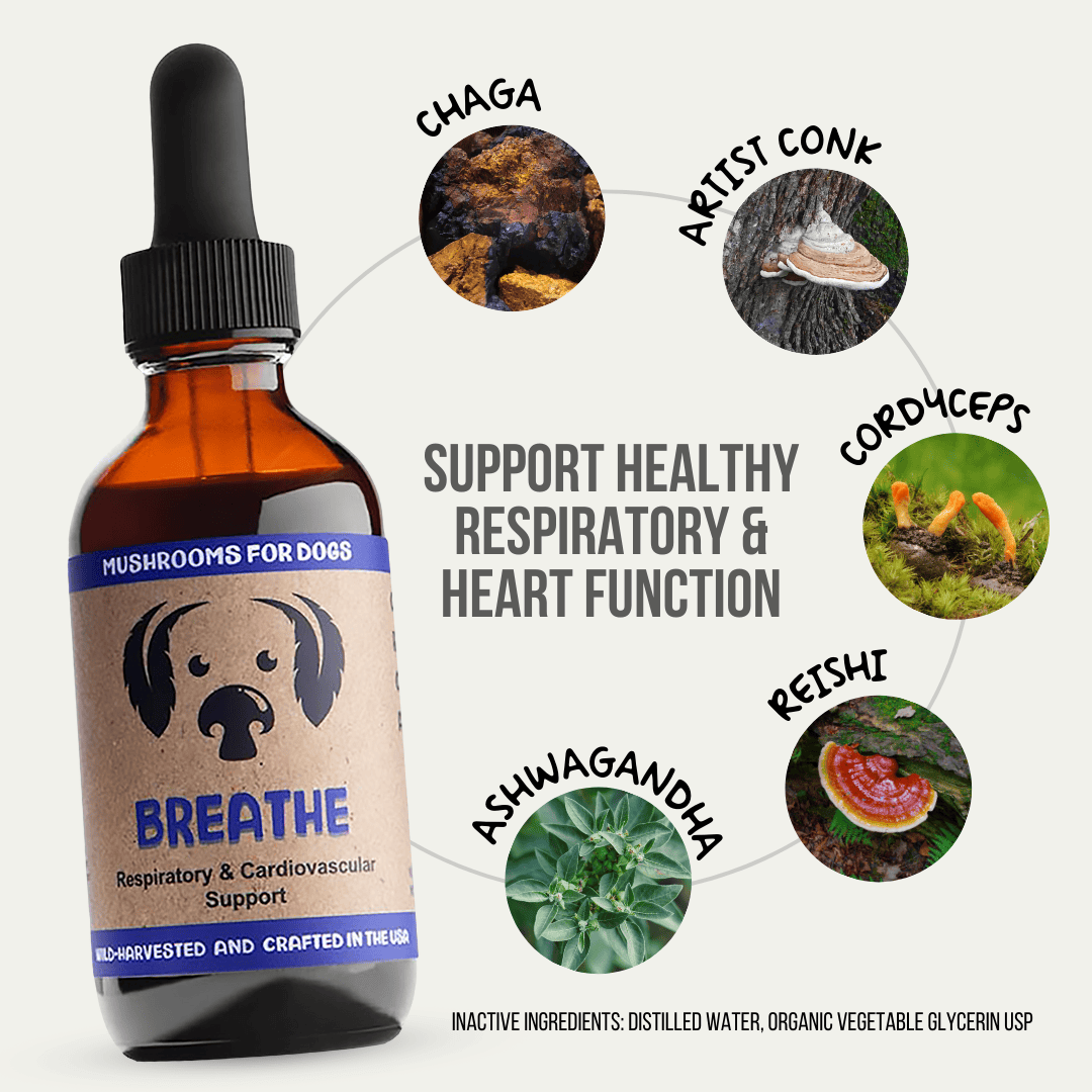 MycoDog Breathe tincture for dogs, crafted with Chaga, Artist Conk, Cordyceps, Reishi, and Ashwagandha to promote respiratory and heart health. Wild-harvested and crafted in the USA.