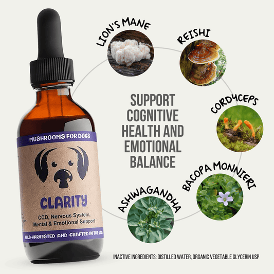 MycoDog Clarity tincture for dogs, formulated with Lion’s Mane, Reishi, Cordyceps, Bacopa Monnieri, and Ashwagandha to support cognitive health and emotional balance. Wild-harvested and crafted in the USA.