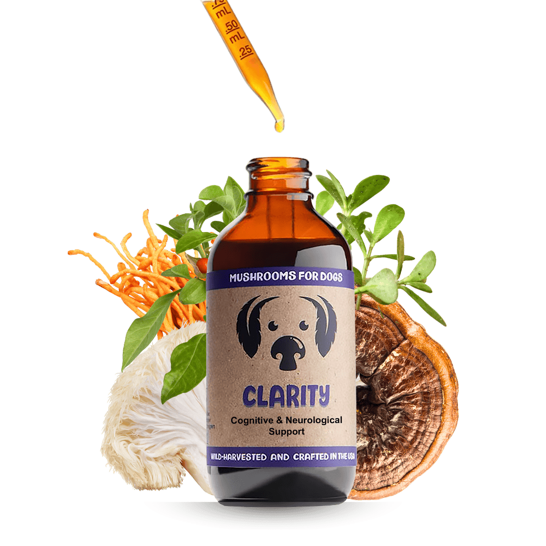 MycoDog Clarity for Senior Dogs cognitive health cognitive decline natural support senior dog supplement