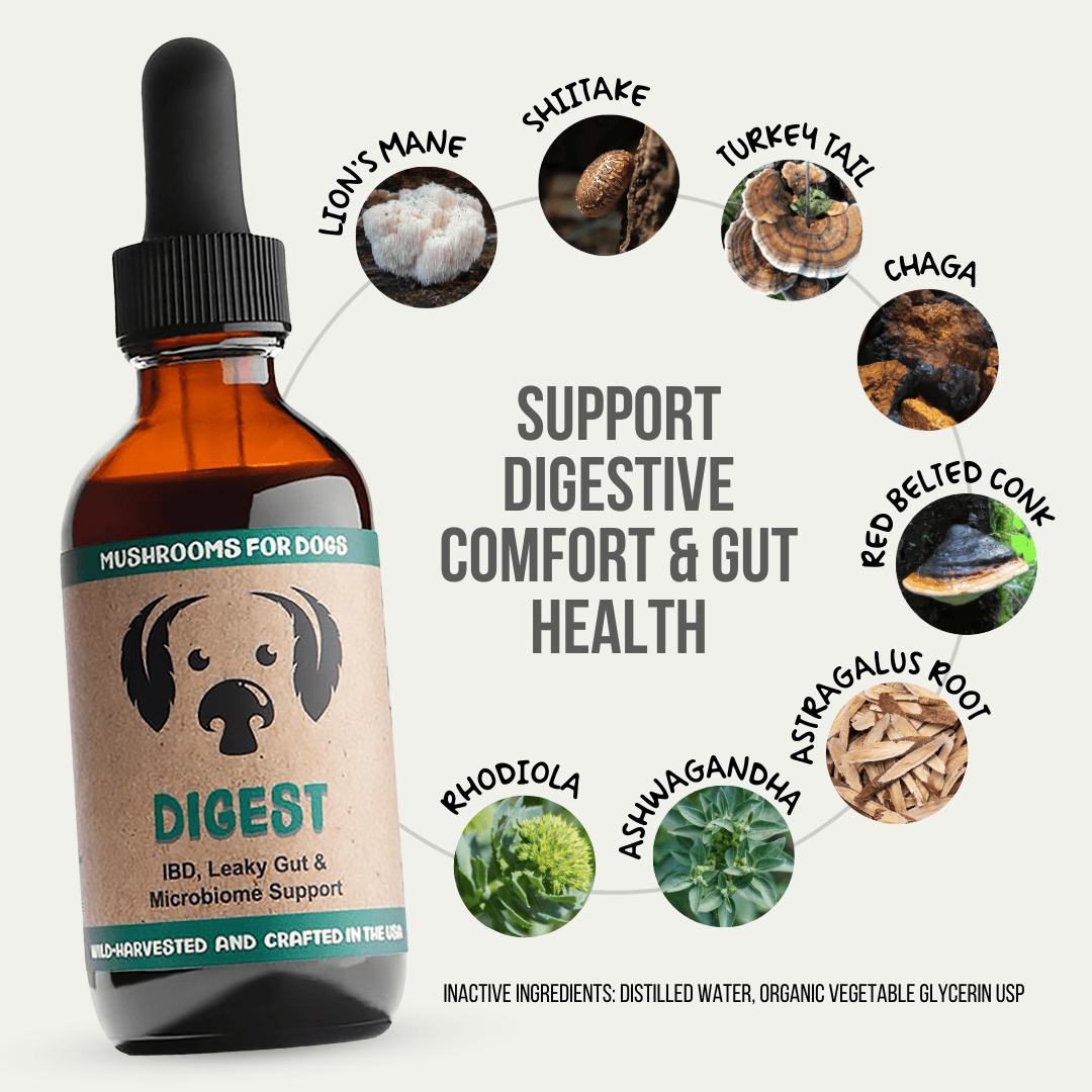 MycoDog Digest tincture for dogs, combining Lion’s Mane, Shiitake, Turkey Tail, Chaga, Red Belted Conk, Astragalus Root, Rhodiola, and Ashwagandha to support gut health and digestive comfort. Wild-harvested and crafted in the USA.