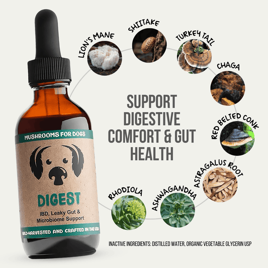 MycoDog Digest tincture for dogs, combining Lion’s Mane, Shiitake, Turkey Tail, Chaga, Red Belted Conk, Astragalus Root, Rhodiola, and Ashwagandha to support gut health and digestive comfort. Wild-harvested and crafted in the USA.