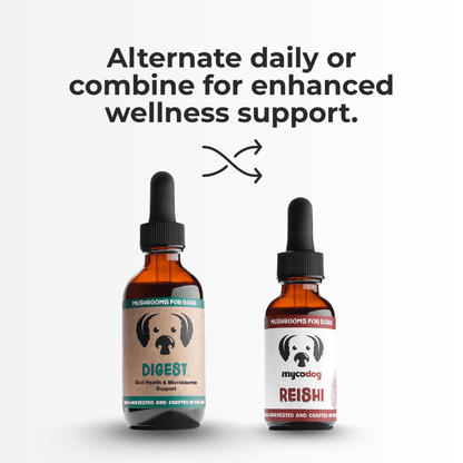 Digestive Harmony Bundle