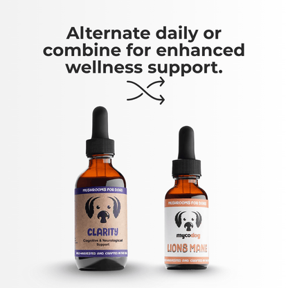 Cognitive Harmony Bundle