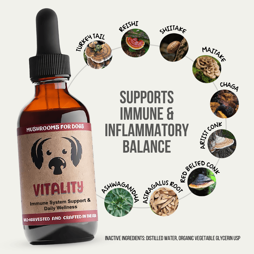 MycoDog Vitality tincture for dogs, featuring Turkey Tail, Reishi, Shiitake, Maitake, Chaga, Artist Conk, Red Belted Conk, Astragalus Root, and Ashwagandha to help with autoimmune and cancer resilience. Wild-harvested and crafted in the USA.