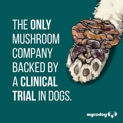 A promotional graphic with a dark teal background, white text reading 'THE ONLY MUSHROOM COMPANY BACKED BY A CLINICAL TRIAL IN DOGS,' and an illustrated dog paw covered in brown and purple mushrooms. The 'mycodog' logo appears in the bottom right corner.