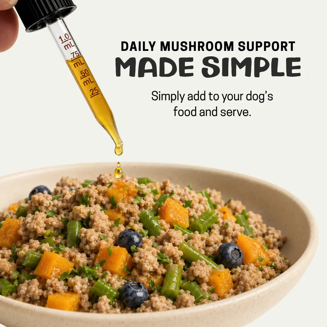 A close-up of a dog food bowl filled with cooked ground meat, green beans, blueberries, and orange vegetable pieces, with a hand holding a glass dropper above the bowl. Text on the image reads 'DAILY MUSHROOM SUPPORT MADE SIMPLE' and 'Simply add to your dog's food and serve.