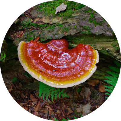 Reishi
