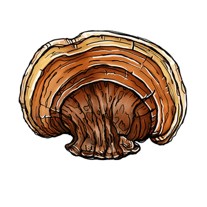 Reishi