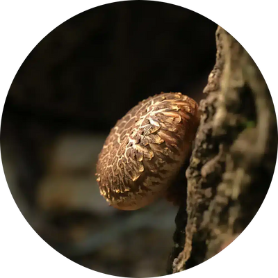 Shiitake