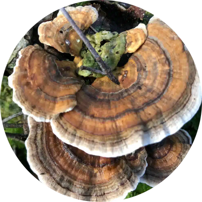 Turkey Tail