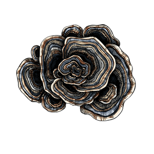 Turkey Tail