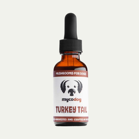 Turkey Tail Mushrooms for Dogs