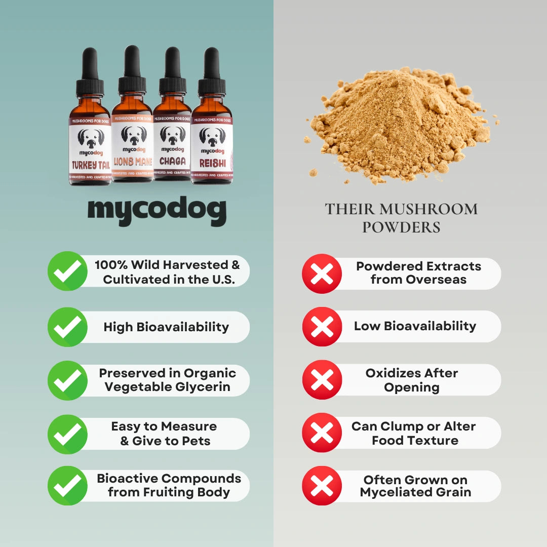 Reishi Mushrooms for Dogs