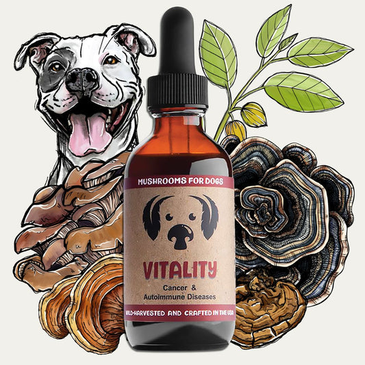 Support your dog's health with Vitality, a powerful blend of adaptogens and mushroom extracts for dogs. Formulated to aid dogs with cancer, autoimmune diseases, liver issues, and respiratory problems, Vitality offers potent, holistic wellness support. Shop now to enhance your dog's vitality and overall well-being.