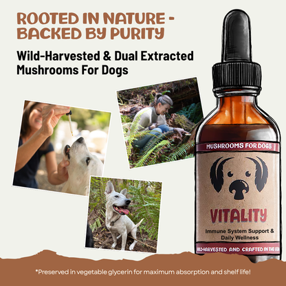 MycoDog Vitality