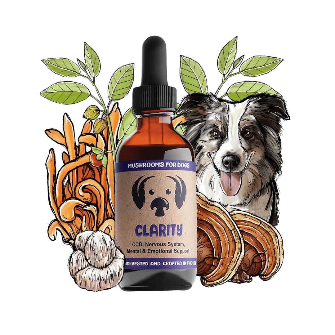 Clarity dog pet mushroom tincture by MycoDog for CCD, nervous system, mental and emotional support, featuring Cordyceps, Reishi, Lion's Mane, and Ashwagandha.