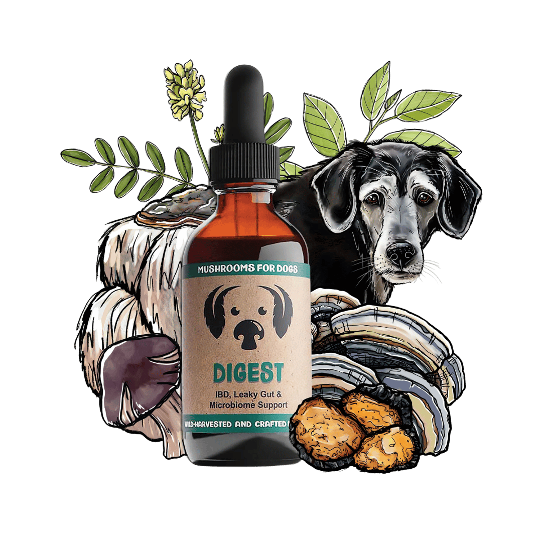 Digest dog pet mushroom tincture by MycoDog for gut health, featuring a blend of Shiitake, Maitake, Lion's Mane, and other mushrooms.