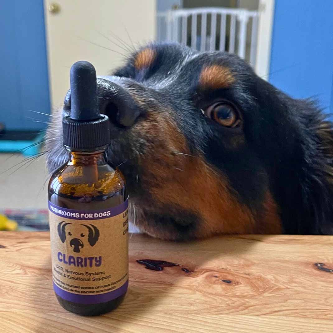 Dog sniffing a bottle of MycoDog Clarity mushroom tincture for dogs on a wooden table