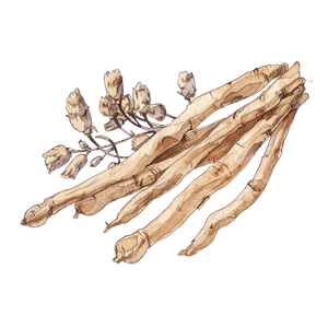 Astragalus Root