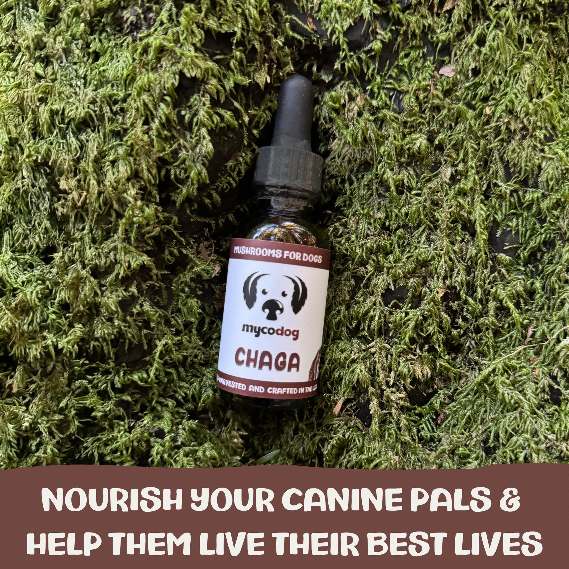 Bottle of mycodog Chaga supplement for dogs on a mossy background with promotional text.