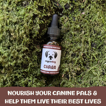 Bottle of mycodog Chaga supplement for dogs on a mossy background with promotional text.