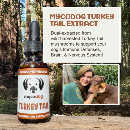 Bottle of mycodog Turkey Tail Extract with a woman and dog in a forest setting