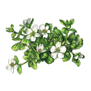 Bacopa Monnieri