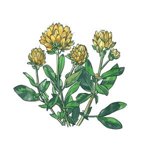 Rhodiola Rosea